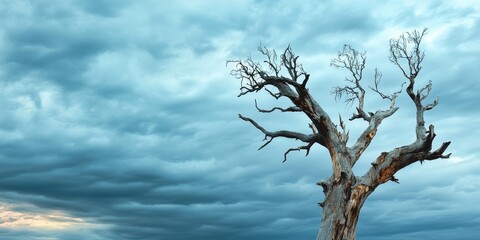 A striking dead gum tree stands tall against a backdrop of a cloudy sky, highlighting the beauty of nature in contrast with the lifeless form of the dead gum tree.