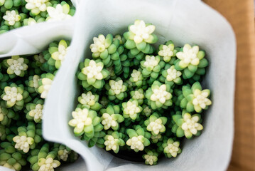 A bunch of white flowers are in a white bag
