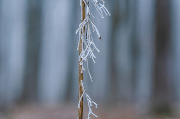 Macro photo delicate branch covered with frost. Blurred foggy gray forest background. Winter scene.