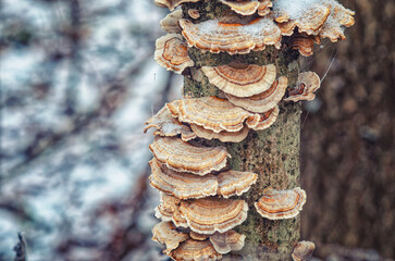 Mushrooms on tree trunks Trametes versicolor, Polyporus . Winter blurred forest background.