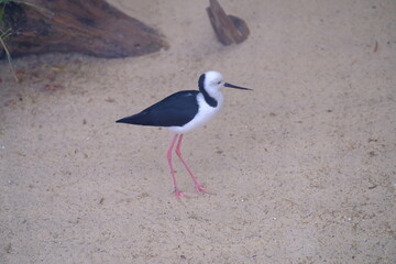 australian native bird