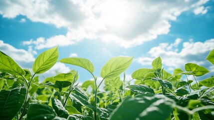 Obraz premium Green beans leaves under a vast open sky, showcasing the vibrant green beans foliage that thrives in natural sunlight, creating a picturesque scene of green beans in nature.