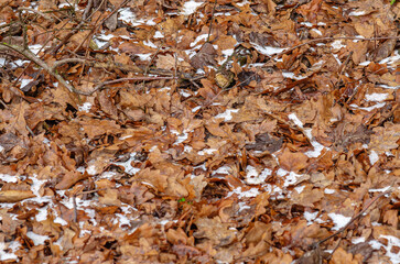 Fallen oak leaves with snow. Frozen ground covered with dry oak leaves. Winter background material.