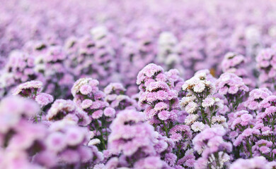 Close-up of margaret flowers blooming in garden.