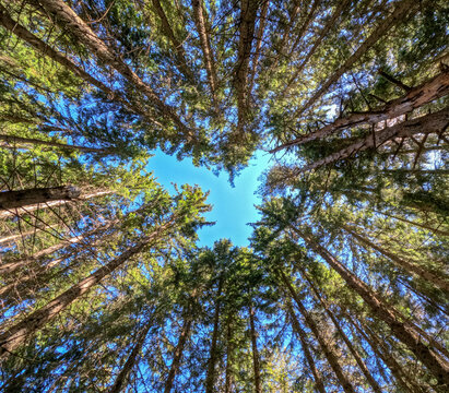 Looking up from inside a forest - Powered by Adobe