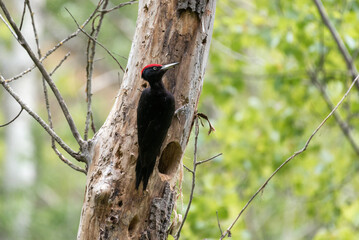 Black woodpecker (Dryocopus martius) male near its nest