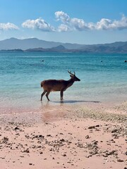 A deer walking on a pristine beach in the Komodo Islands, Indonesia. Unique wildlife and tranquil shores