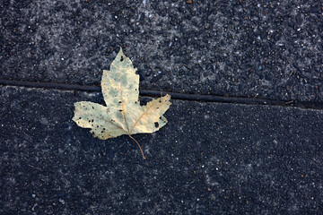 Dried yellow brown hued leaf resting on speckled black asphalt pavement catches morning sunlight on right half of its three tiered shape, creating a high contrast abstraction image of autumn.