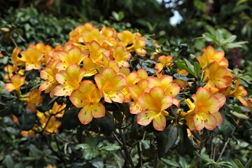Rhododendron laetum flowers