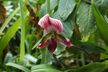 Paphiopedilum acmodontum orchid flower