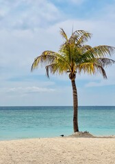 A lone palm tree on a serene beach with turquoise waters on Gili Meno, Indonesia. Paradise vibes.