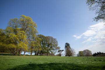 Scenic landscape of lush green meadows and vibrant trees in Scotland under a clear blue sky during springtime