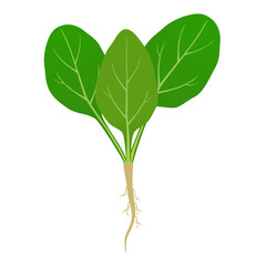 Spinach sprout with roots on a white background..eps