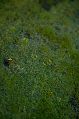 Zbliżenie na zielony gęsty mech 