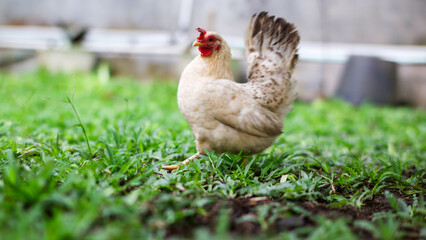 a rooster and hens enjoying a sunny day in a green pasture, with the rooster displaying its colorful plumage.