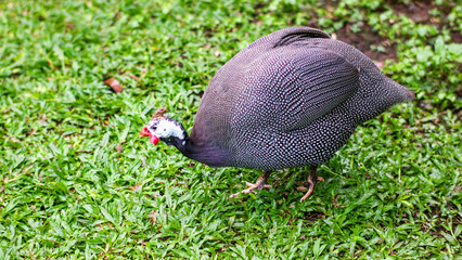a Helmeted guineafowl walking on a grassy lawn. The bird has distinctive black and white speckles, a red wattle, and a white helmet