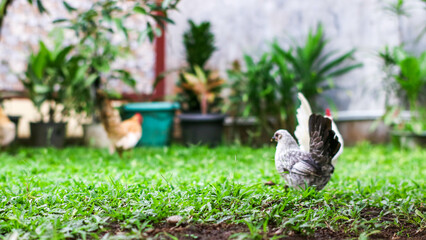 a rooster and hens enjoying a sunny day in a green pasture, with the rooster displaying its colorful plumage.