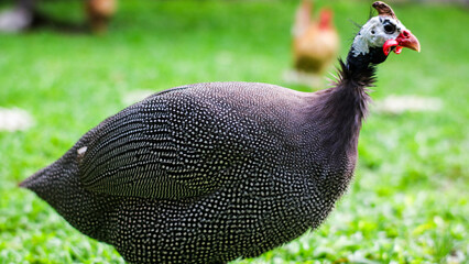 a Helmeted guineafowl walking on a grassy lawn. The bird has distinctive black and white speckles, a red wattle, and a white helmet