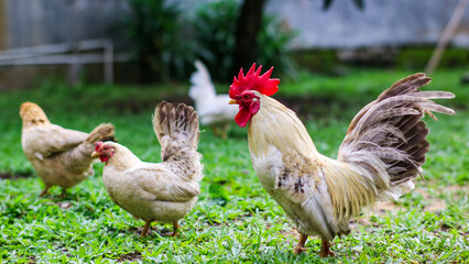 a rooster and hens enjoying a sunny day in a green pasture, with the rooster displaying its colorful plumage.