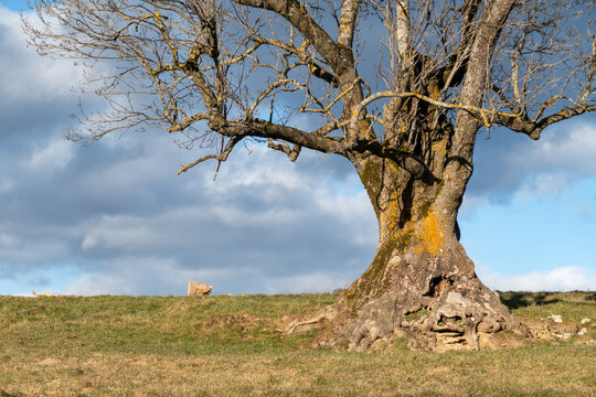 Tilia cordata . Alte Berglinde auf Bergwiese . Old lime tree on a mountain pasture