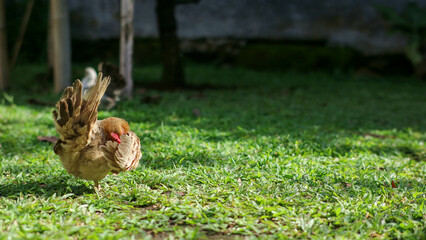 A lively scene capturing a rooster with a vibrant red comb strutting proudly in a grassy area