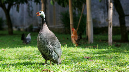 a guineafowl foraging for food in a lush green environment. The bird's unique plumage and vibrant colors are highlighted in this image.