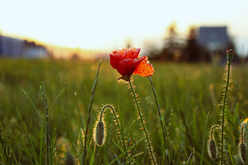 Close up : one red poppy flower grows in the field