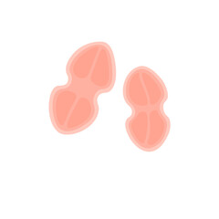 Tetracoccus Bacteria Illustration 