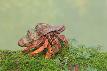 A hermit crab is walking slowly on a rock covered with moss. This animal whose habitat is on the edge of a sandy beach has the scientific name Paguroidea sp.
