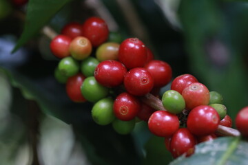 Harvesting coffee beans ,hand picking in farm. harvesting Robusta and arabica coffee berries by agriculturist hands, Worker Harvest arabica coffee berries on its branch.	