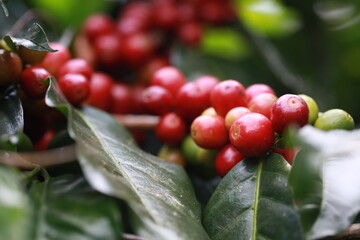 Harvesting coffee beans ,hand picking in farm. harvesting Robusta and arabica coffee berries by agriculturist hands, Worker Harvest arabica coffee berries on its branch.	