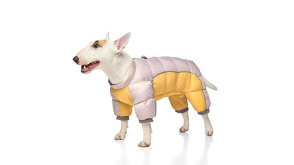 Photo of happy, miniature purebred white with brown spots on face English Bullterrier dressed warm...