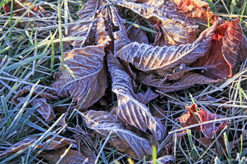 au soleil et du givre sur les feuilles