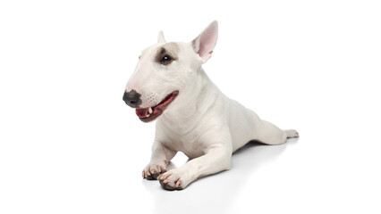 Funny little dog lying calmly and looking at camera against white studio background. wide angle view photo. Concept of pet lovers, veterinary and grooming services for domestic animals.