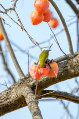 柿の木で食事するメジロ