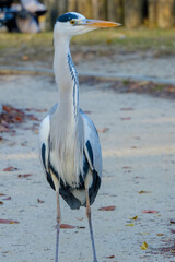 静かに佇むアオサギの姿
