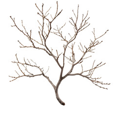 Dried twigs or branches without leaves against an isolated white background (dahan atau ranting pohon kering tanpa daun di latar belakang warna putih)