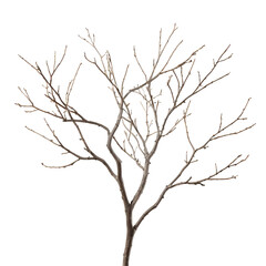 Dried twigs or branches without leaves against an isolated white background (dahan atau ranting pohon kering tanpa daun di latar belakang warna putih)