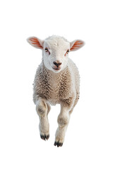 a lamb running, white background