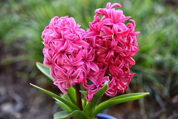 Beautiful hyacinth on a green background.