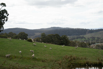 Obraz premium sheep in a field in australia in spring on a farm