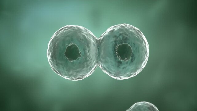 High quality 3d rendering of a cells dividing and multiplying.Microorganism cells under microscope. HD
