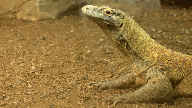 Drag&oacute;n de Komodo