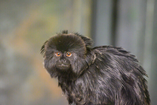 Monitos