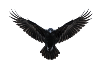 A black raven with wings fully spread, captured mid-flight, isolated on white background