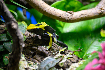 Ranita veneno de flecha