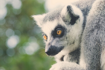 Close-up of a Lemur