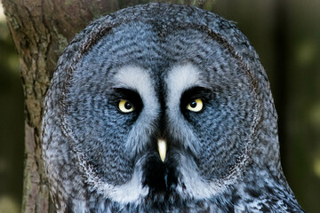 Close-up of a grey grey owl