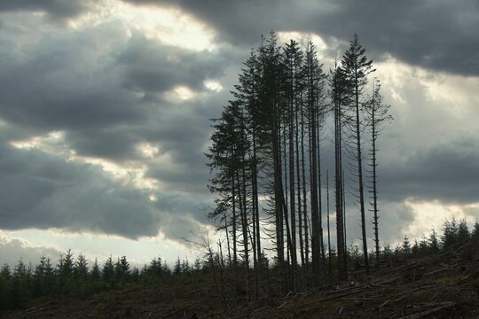 Bare trees against a stormy sky