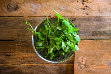 ホーリーバジル